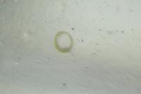 Microlestes luctuosus