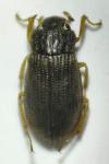 Helophorus obscurus
