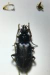 Agonum nigrum