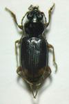 Bembidion lunulatum
