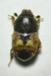 Carpophilus hemipterus