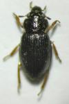Ochthebius minimus