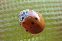 Adalia decempunctata