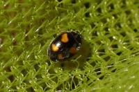 Nephus quadrimaculatus