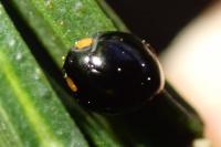 Parexochomus nigromaculatus