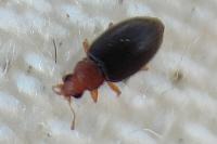 Melanophthalma fuscipennis