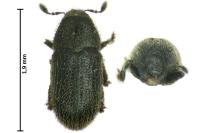 Phloeotribus rhododactylus