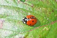 Coccinella septempunctata