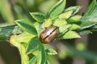 Gonioctena olivacea