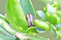 Gonioctena olivacea