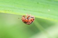 Subcoccinella vigintiquatuorpunctata