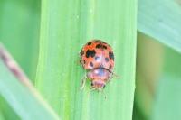 Subcoccinella vigintiquatuorpunctata
