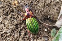 Carabus auronitens auronitens
