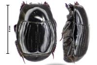 Hister bissexstriatus