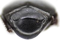 Hister bissexstriatus