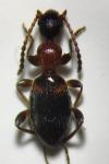 Anthelephila pedestris