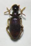 Anthicus flavipes