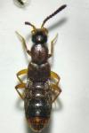 Drusilla canaliculata