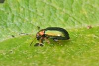 Crepidodera aurata