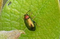 Crepidodera aurata