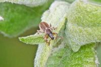 Polydrusus marginatus