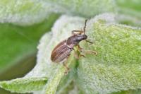 Polydrusus marginatus