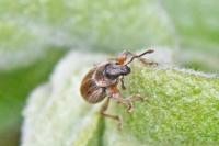 Polydrusus marginatus