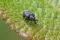 Tachyerges decoratus