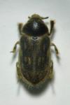 Heterocerus fenestratus
