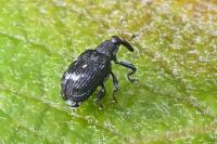 Tachyerges decoratus