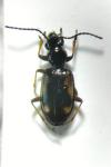 Bembidion callosum subconnexum