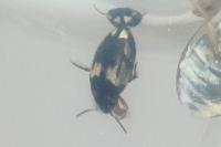 Hydroglyphus geminus