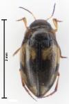 Hydroglyphus geminus
