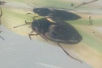 Hydroporus tessellatus