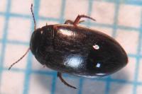 Hydroporus pubescens