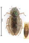 Helophorus aequalis