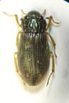 Helophorus griseus