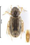 Helophorus asturiensis