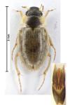 Laccobius femoralis mulsanti