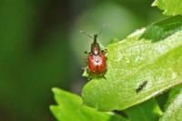 Tatianaerhynchites aequatus