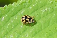 Propylea quatuordecimpunctata