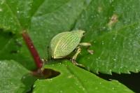 Polydrusus planifrons