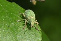 Polydrusus planifrons
