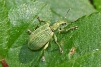 Polydrusus planifrons