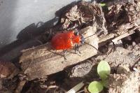Lilioceris lilii