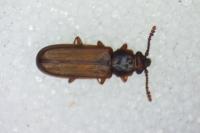 Pediacus depressus