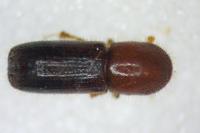 Xyleborus monographus