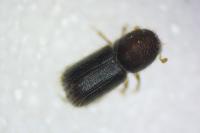 Xylosandrus germanus