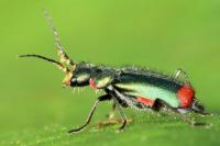 Malachius bipustulatus