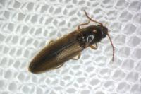 Agriotes acuminatus